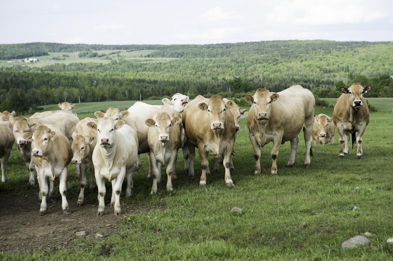 Bed and Breakfast Ranch St-Hubert Saint-Hermenegilde Екстер'єр фото